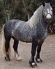     
:  percheron-01.jpg
: 496
:	147.0 
ID:	1132