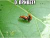     
:  privet.jpg
: 1043
:	32.8 
ID:	38893